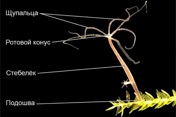 Кракен торговая площадка даркнет